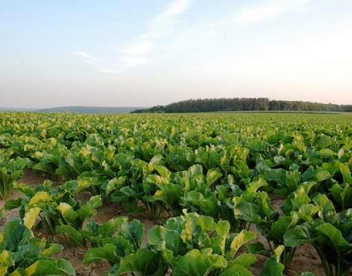 Plantação de beterraba açucareira