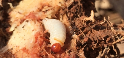 Sphenophorus levis sem mantém como a principal praga do Nordeste Paulista, maior região canavieira do Brasil
