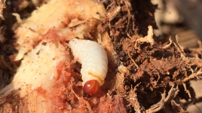 Sphenophorus levis sem mantém como a principal praga do Nordeste Paulista, maior região canavieira do Brasil