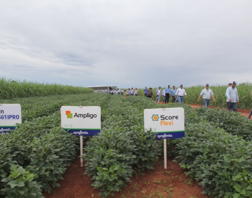 Estação experimental da Syngenta em Itápolis abre às portas para receber cerca de 400 profissionais do setor