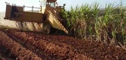 Grupo Colombo utiliza colhedora de cana inteirano plantio semi-mecanizado no sistema de Meiosi