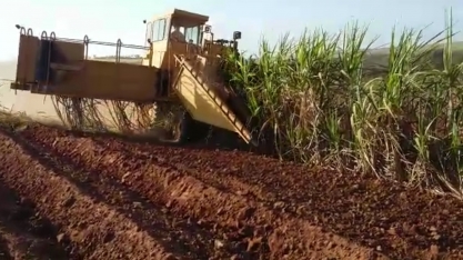 Grupo Colombo utiliza colhedora de cana inteirano plantio semi-mecanizado no sistema de Meiosi