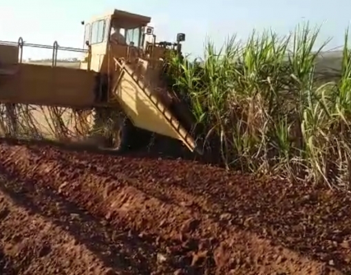Anteriormente abandonada, colhedora de cana inteira CAMECO S30B passa a ser peça principal no sistema de Meiosi do Grupo Colombo. Foto: Divulgação Grupo Colombo