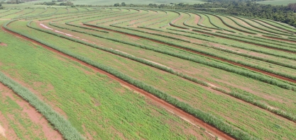A Primavera é a hora de plantar Crotalária