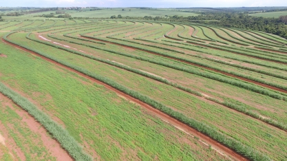 A Primavera é a hora de plantar Crotalária