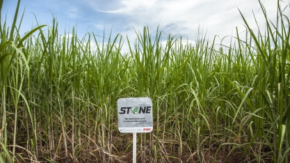 Nordeste ganha reforço contra as daninhas na época úmida