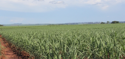 Canavial longa vida estica a alta produtividade e dispensa renovação