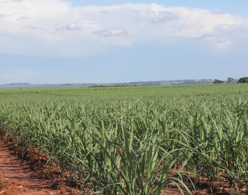 Canaviais na Belo Horizonte, média de 112 toneladas por hectare, contando com áreas que já estão no décimo corte