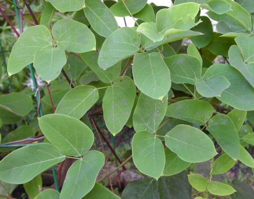 Mucuna e Corda-de-viola não são mais problemas para a Usina Sinimbu