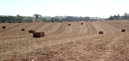 Biomassa é a segunda maior fonte de energia em 2016