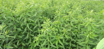 Sucesso da adubação verde, por meio das Crotalárias, está ligado a escolha da espécie mais adequada