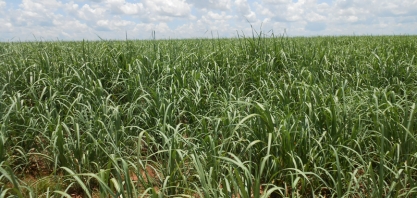 Trocar pastagem por cultivo de cana-de-açúcar não piora o solo
