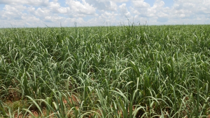 Trocar pastagem por cultivo de cana-de-açúcar não piora o solo