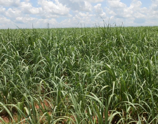 Foram feitas coletas para a avaliação de mais de 40 indicadores químicos, físicos e biológicos de qualidade do solo – Foto: Francisco Emolo USP/Imagens