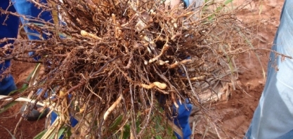 Manejo natural de nematoides