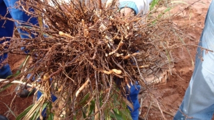 Manejo natural de nematoides