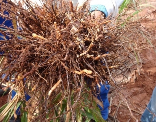 Raiz de cana-de-açúcar atacada por nematoides