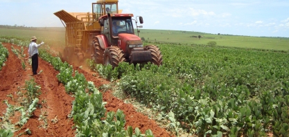 Plantio de cana direto na palha aumenta a produtividade e a longevidade do canavial
