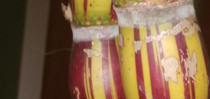 Barrigudinha, uma das “canas-mães” das variedades cultivadas atualmente