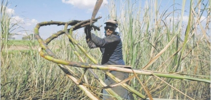 Rei do açúcar argentino e fornecedor da Coca-Cola avalia IPO