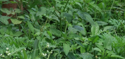 Cerca de 80% do controle de plantas daninhas no canavial acontece na fase de pré-emergência