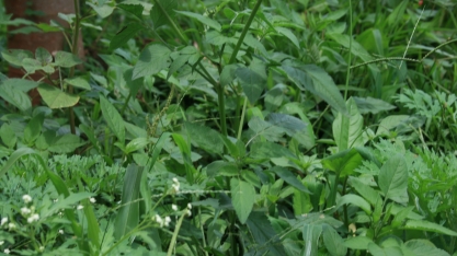 Cerca de 80% do controle de plantas daninhas no canavial acontece na fase de pré-emergência
