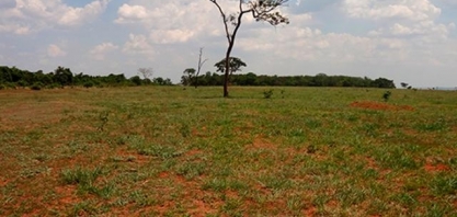 Vai plantar em área de pastagem degradada? Não esqueça da adubação verde