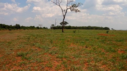 Vai plantar em área de pastagem degradada? Não esqueça da adubação verde