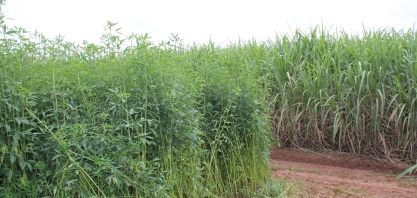 Adubação verde incrementa sistema de Meiosi em cana