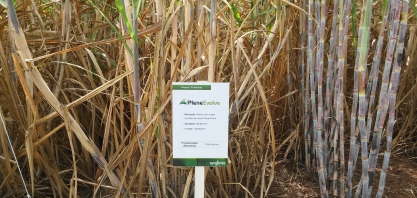 Plene PB se apresenta como solução ideal para formação de viveiros e replantio de falhas