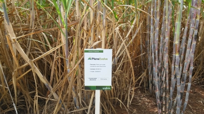 Plene PB se apresenta como solução ideal para formação de viveiros e replantio de falhas