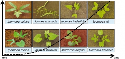 Apenas um bom produto não resolverá o problema com as plantas daninhas