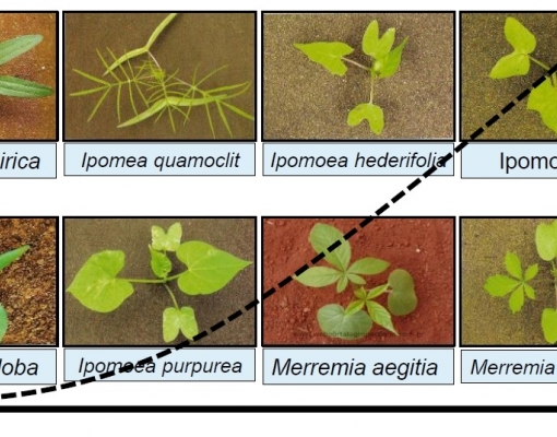 Evolução das espécies de plantas daninhas ao longo dos anos
