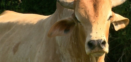 Mosca do estábulo é problema recorrente enfrentado por pecuaristas da região