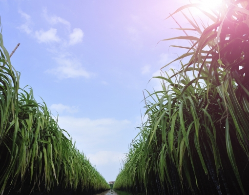 Com capacitação, produtores conseguem canavial top