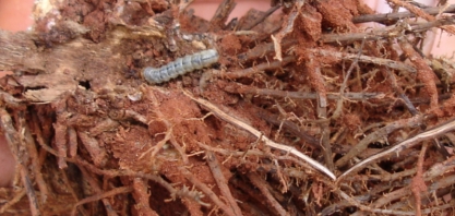 Como o setor pode driblar a esperta broca-peluda