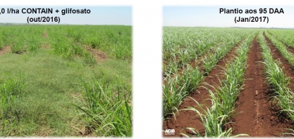 A Grama-seda está entre as daninhas de difícil controle