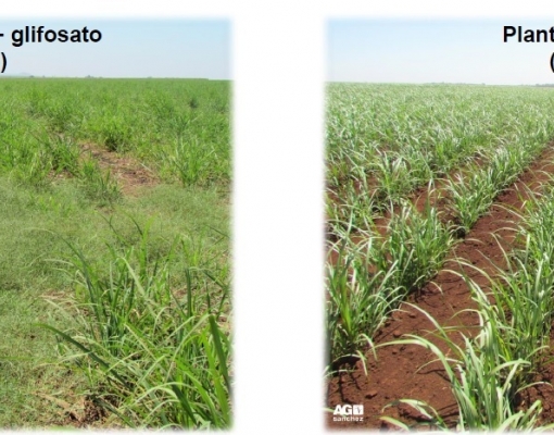 Contain possui alta eficácia na desinfestação de Grama-seda, seja em pré ou pós-emergência. Divulgação BASF