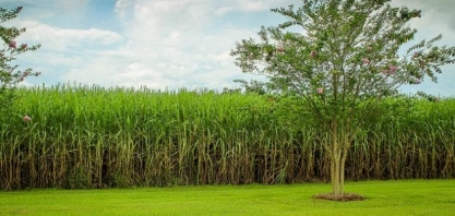 Sindicato Rural de Uberaba recebe reunião da Comissão Técnica de Cana-de-açúcar da FAEMG