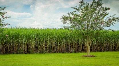 Sindicato Rural de Uberaba recebe reunião da Comissão Técnica de Cana-de-açúcar da FAEMG