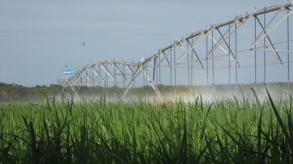 ANA mapeia área irrigada de cana para ajudar na gestão dos recursos hídricos