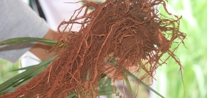 Manejo natural de nematoides é a nova aposta do mercado canavieiro