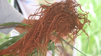 Manejo natural de nematoides é a nova aposta do mercado canavieiro
