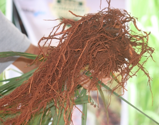 Ampla formação de raízes prova efeito de nematicida biológico. Foto: Arquivo CanaOnline