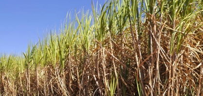 Produtor de cana torce por remuneração boa para renovar o canavial