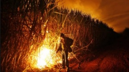 Evite penalidades com queima ilegal se regularizando até o dia 30