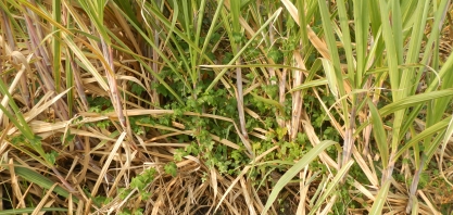 Entre os agroquímicos, herbicidas são o mais utilizados na Cultura Canavieira