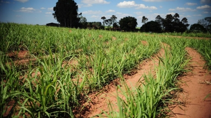 Indústria de cana precisa investir mais de US$ 15 bi até 2023, estima consultoria