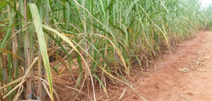 Mesmo com alta incidência de chuvas, usina Ibéria consegue controlar área infestada por daninhas