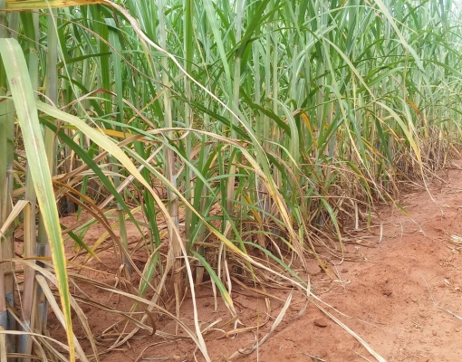Na Usina Ibéria, área com histórico de alta infestação de plantas daninhas, após aplicação de STONE